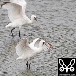 黒い幼羽もだいぶ色あせてきたようだ。