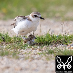 親鳥はヒナを踏みつけて立ち上がった。^^;