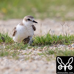 散歩の人が近くを通り、腹の下にヒナを隠すシロチドリのメス。