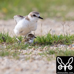危険が去り立ち上がる親鳥。