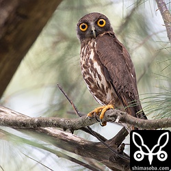 最初は、こちらがオス親かと思いましたが、こちらはメス。抱卵で雨覆がかなり痛んでおり、羽毛の流れも乱れてボサボサ。尾羽は意外ときれい。
