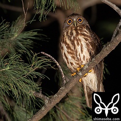 メスのアオバズク。昼間、羽毛の流れが乱れていたが、夜には、きれいになっていた。ヒナの成長に伴い、今日の昼に樹洞から出てきたのだろうか? 普通は、夜に出るもんだと思うんだけど…。頭にシラミバエが乗ってる…。^^;