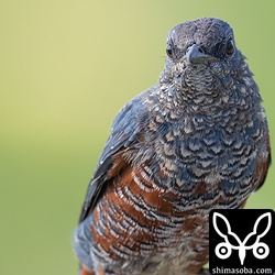 今年生まれたイソヒヨドリのオス。