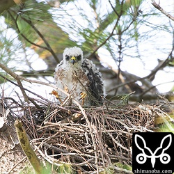 ツミのヒナは、足を前に投げ出すように座ることが多いですね。^^