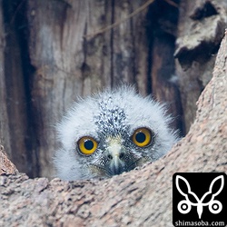 昼間、巣穴から顔をのぞかせたアオバズクのヒナ。まだまだ綿毛が残ります。