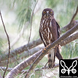 上のペアとは、別の場所のアオバズクのオス。