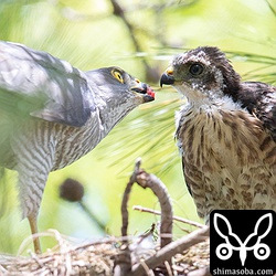 巣に運んできてヒナに餌を口移しで与える。