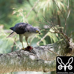 オスから獲物を受け取ったメスは、木陰で調理。