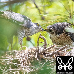 複数いたら奪い合いで大騒ぎになるところですが、1羽なのでこの通り…。^^;