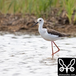 セイタカシギは3羽飛来していた。