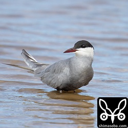 クロハラアジサシ夏羽。