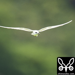 クロハラアジサシの冬羽だよね? もう冬羽?