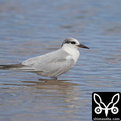 幼羽じゃないし、冬羽だよね。
