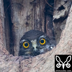 昼間は、顔だけ出していました。