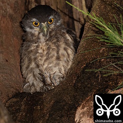 夜間は営巣木の下を通る散歩の人をこうやって上から眺めている。