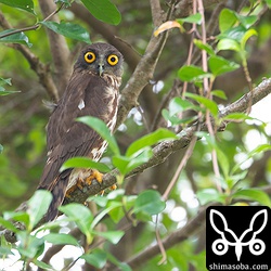 メス親は高い木に止まっていた。オスもメスもここ数日と違う場所にいた。