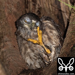 すでに立派な足。