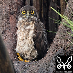 昼間に全身を見せてくれました。いつ巣立ってもおかしくないぐらいに成長しています。