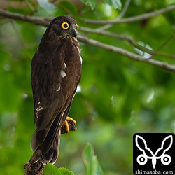 オスのアオバズク。この枝に止まっているのは初めて見た。台風後で公園には誰も訪れないので、散歩の人に驚くこともなく、ここが本来の見張り場所かもしれません。