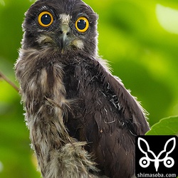 雨が降りとても暗い環境でしたが、最近のレンズは400mmでシャッタースピード13分の1とかでも止まるのね。