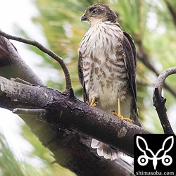 1番子。2番子とほとんど同じ成長具合ですが、少し大胆な行動が目立ちました。