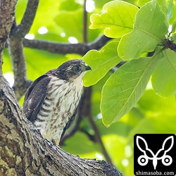 クマゼミが大量にいますが、あまり興味はない模様。もう少しすると動くものを目で追ったり、葉っぱを獲物に見立てて飛びかかったりします。