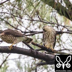 1番子(右)と2番子。