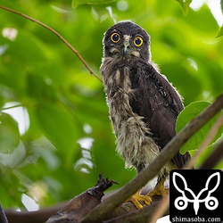 一人っ子のアオバズクは台風にも負けず、無事に巣立ちました。立派な成鳥になってほしいですね。