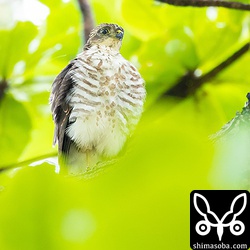 雨を避けてかコバテイシで休憩。