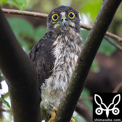 雨の中、傘をさしたり、カッパを着た人が歩く遊歩道の横に止まっていました。巣にいるころから散歩の人を見ているのであまり怖がらないのかな。