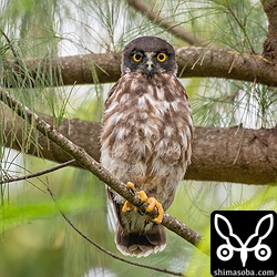 昨日とは違う営巣地。巣立ち後、3日ほど経っていると思われるアオバズクのヒナ。巣にいるころは複数羽確認できたのですが、巣立っていたのは、1羽だけ。親鳥も1羽だけだったので、どこか見つからないところにヒナと親鳥はいると思われます。