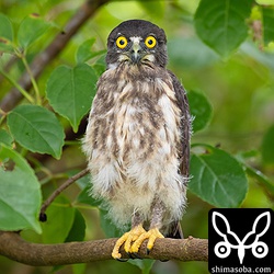 巣立ちから2日目。1日目からほとんど移動していない。^^;