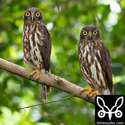 親鳥たちも `昨日と全く同じ場所に左がメスで右がオスと同じ並び順 <https://shimasoba.com/blog/photo/4350/>`_ 。