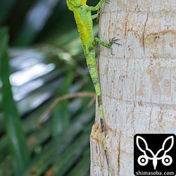 近くの防風林にはキノボリトカゲがたくさんいた。この個体は、緑が鮮やかで体格もよくかっこよかった。