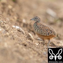 サトウキビ畑を歩いていた。