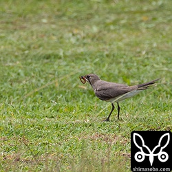 こちらは芝刈り機を走って追いかけながら、驚いて飛び出したバッタなどを捕まえていた。ムカデも捕まえた。