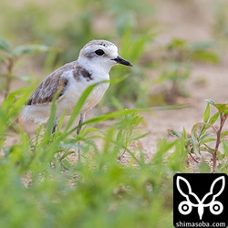 シロチドリのオス。