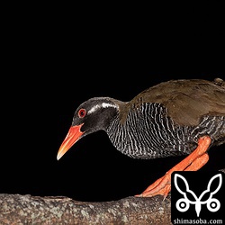 今日は最初のヤンバルクイナを見つけてから、50メートルおきに合計3羽がいました。