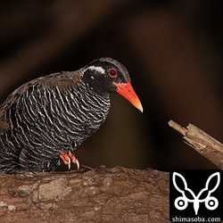 こちらはリュウキュウマツの高いところで就寝していた。