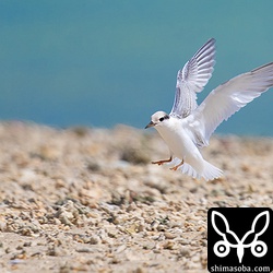 着地もうまいものです。