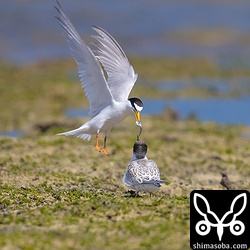 こちらのコアジサシは、空中ですでに餌をヒナに渡している。