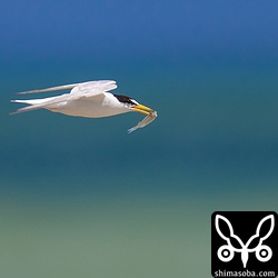 ヒナのために餌を運ぶ親鳥。