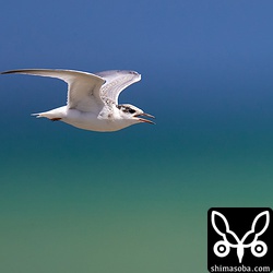 強風にも負けずに飛び回り、狩りの真似事をして水面い浮いた海藻などを捕まえていました。