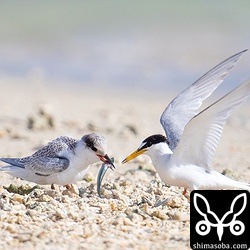 ヒナがこれぐらいまで成長していると給餌は一瞬です。