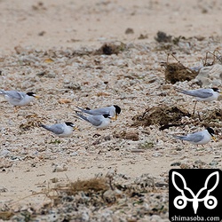 一番個体数が多いのはコアジサシでした。昨日、あれだけいた幼鳥は一羽もいません。どこか特別に休む場所があるのだろうか?