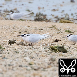 近くにはエリグロアジサシも休んでいた。真ん中奥の個体は、メタルリングを装着していますが読めず。