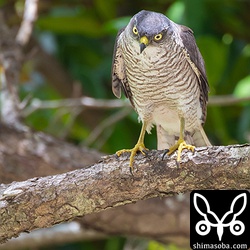 ツミのメス親。止まっているセミはあまり見えないようで、人が通り、驚いて飛び上がったセミを空中キャッチしていた。
