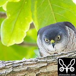 クマゼミを食うツミ。半分食って残りはヒナに与えていた。