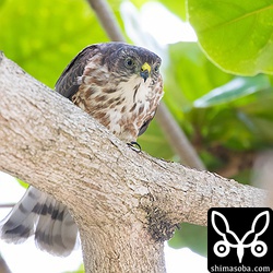 時折、強い風が吹くとヒナたちは体を低くして耐えていた。