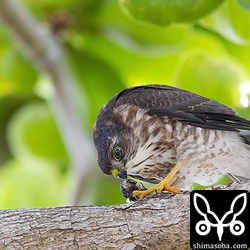 クマゼミを足で押さえて食うツミのヒナ。